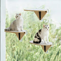 SkyLounge™ – Window-Mounted Cat Platform with Reinforced Suction Cups